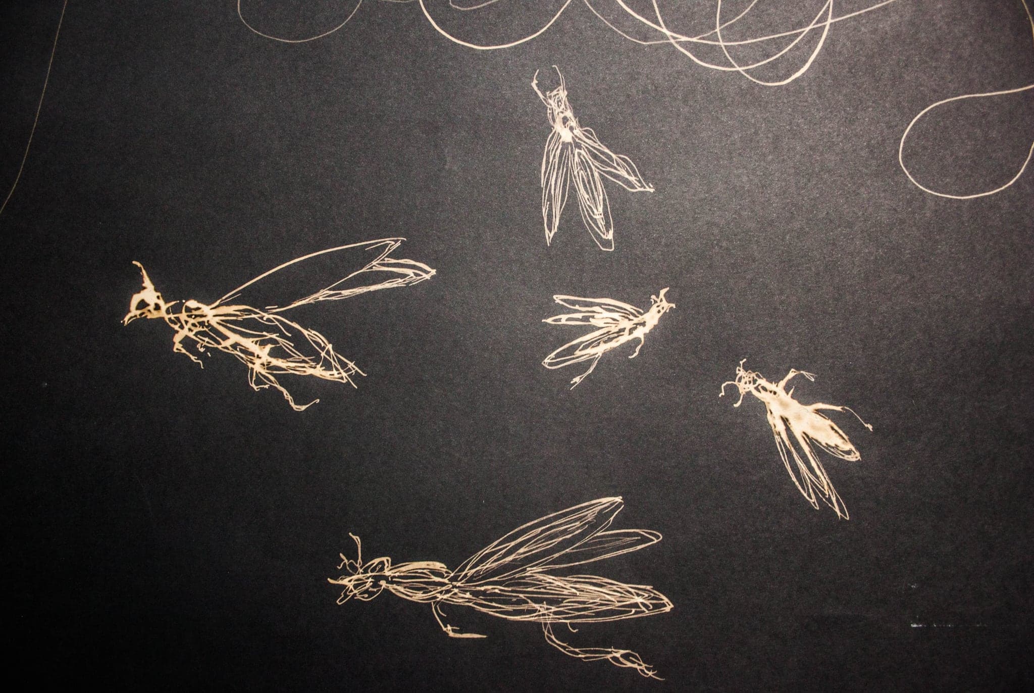 Four insect forms scattered across near-black, each drawn in fine gold line.