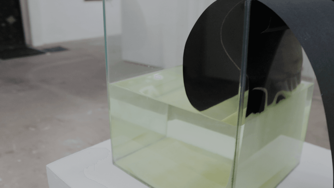 Through the glass wall of the tank, the black strip standing in the pale green liquid